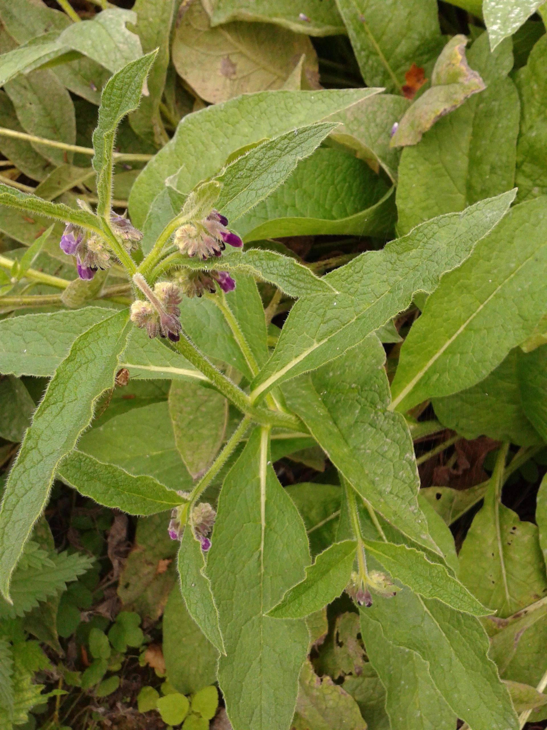 Plant image 1