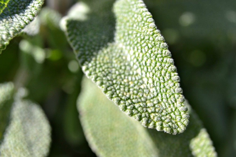 Plant image 1