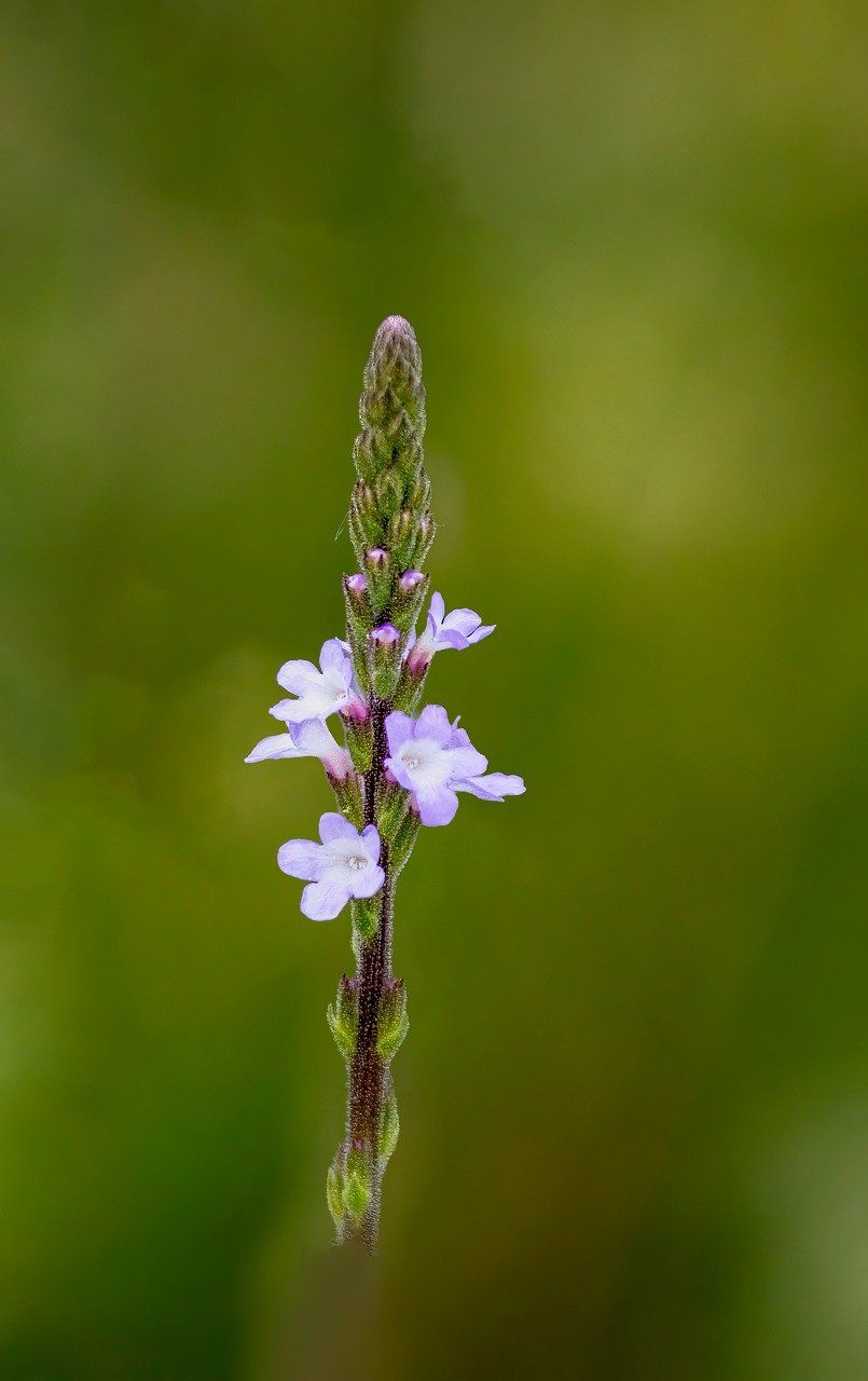 Vervain